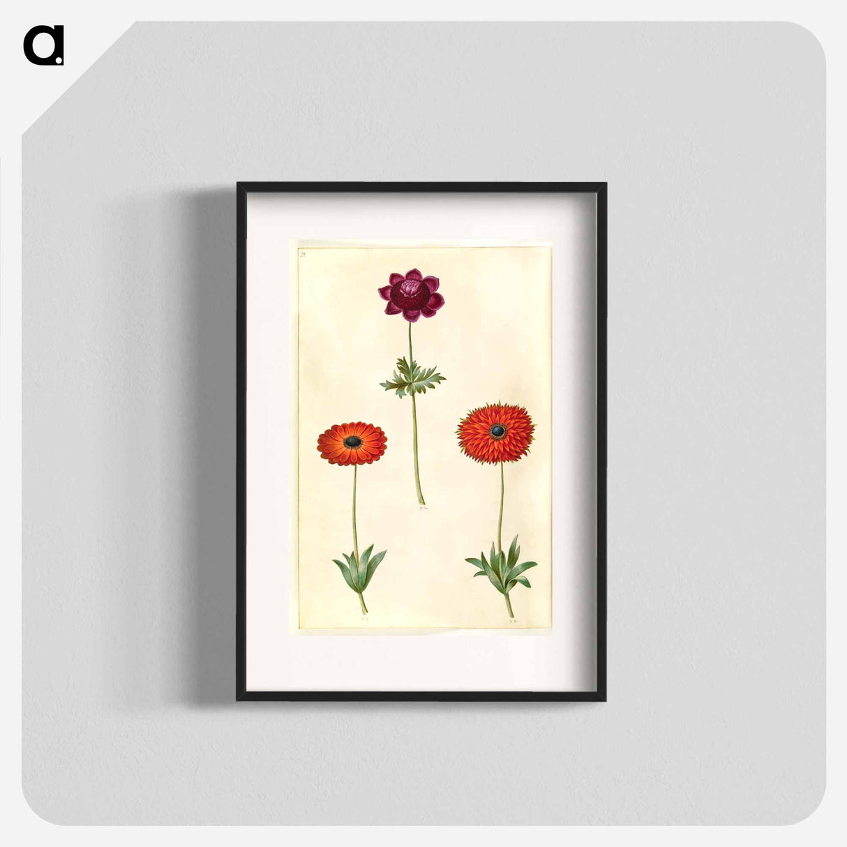 アートポスター-Anemone Coronaria and Anemone Fulgens
- マリア ジビーラ メーリアン Poster.