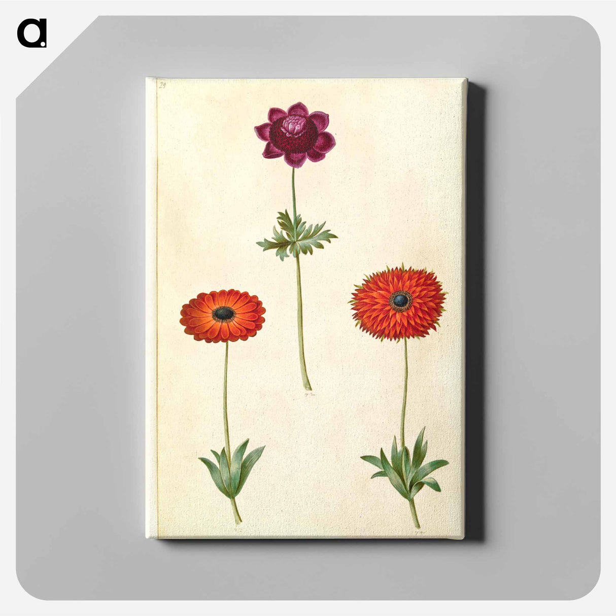 アートパネル-Anemone Coronaria and Anemone Fulgens
- マリア ジビーラ メーリアン Canvas.