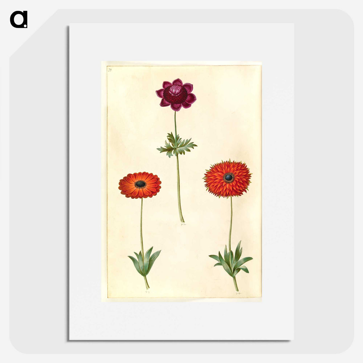 2-31_Maria-Sibylla-Merian_picture