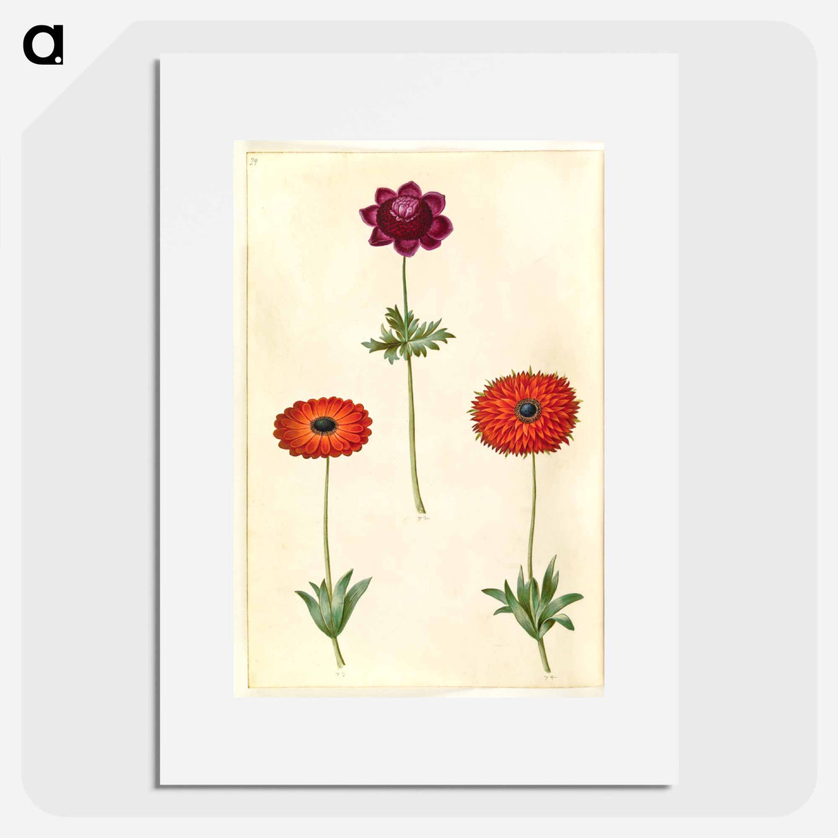 アートポスター-Anemone Coronaria and Anemone Fulgens
- マリア ジビーラ メーリアン Poster.