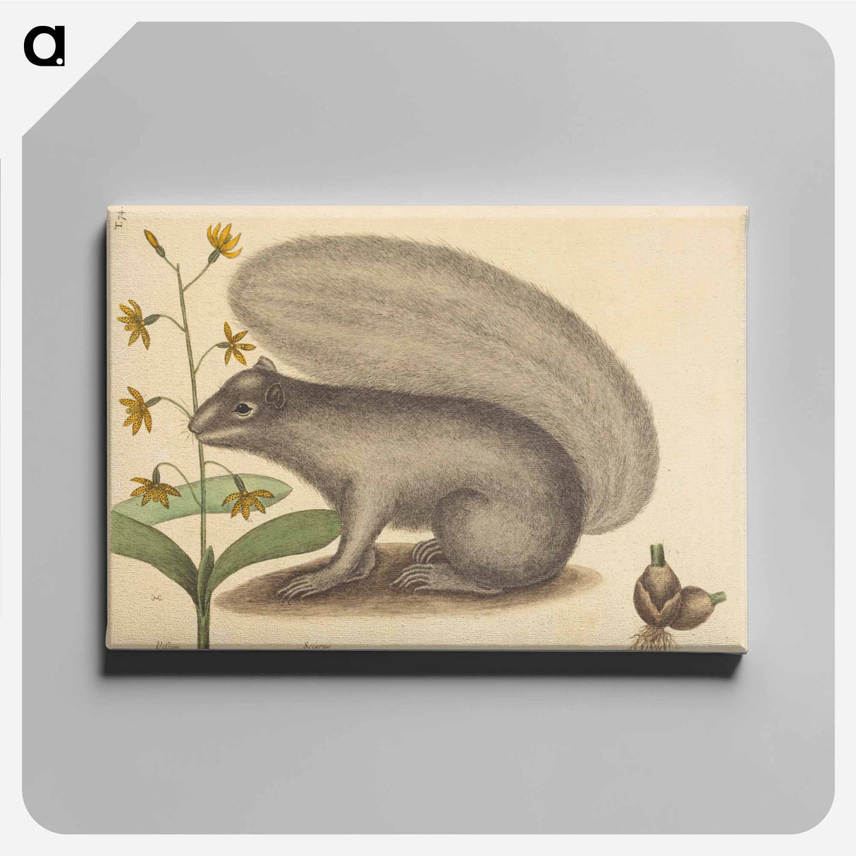 アートパネル-The Grey Fox Squirrel
- マーク ケイツビー Canvas.