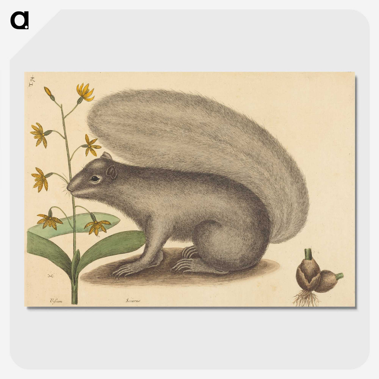 2-31_Mark-Catesby_picture-crop