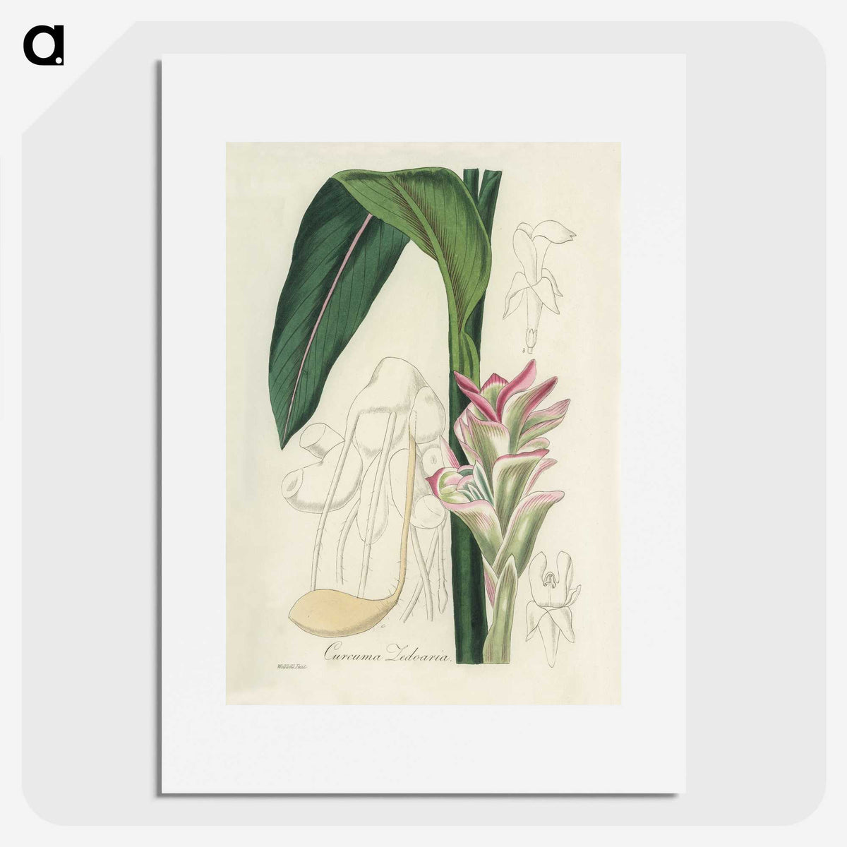 2-31_Medical-Botany_picture