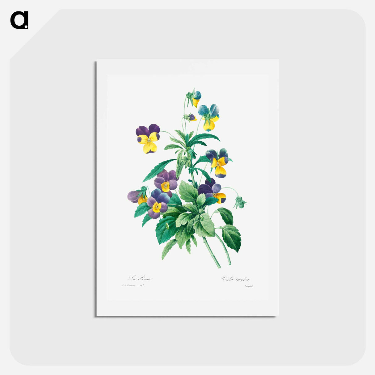 アートポストカード-Wild pansy - ピエール ジョゼフ ルドゥーテ Postcard.