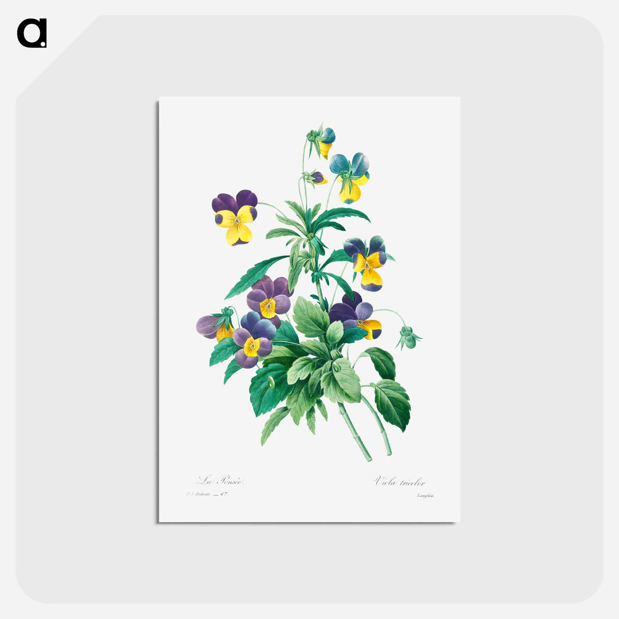 アートポストカード-Wild pansy - ピエール ジョゼフ ルドゥーテ Postcard.