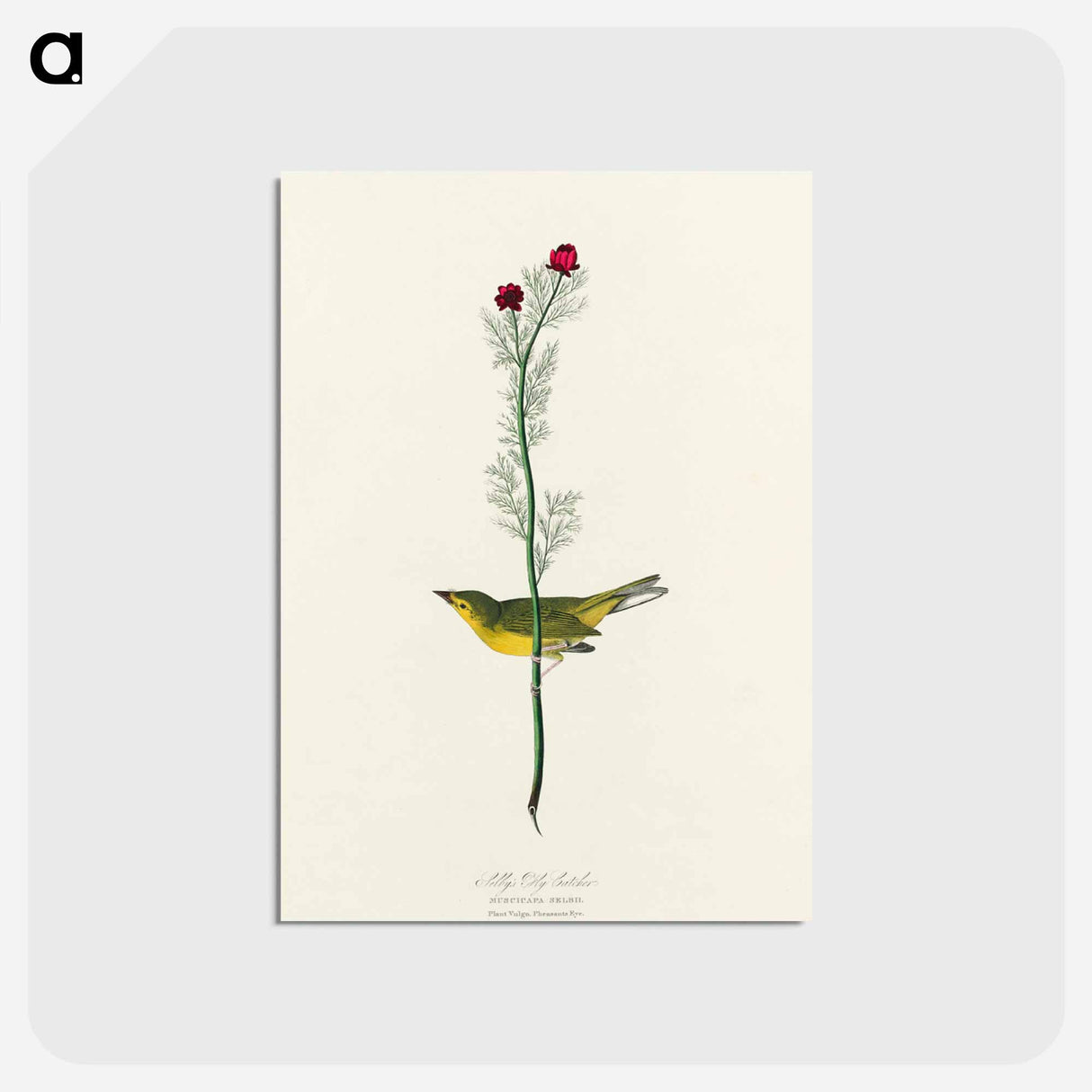 アートポストカード-Selby's Flycatcher from Birds of America
- アメリカの鳥たち Postcard.