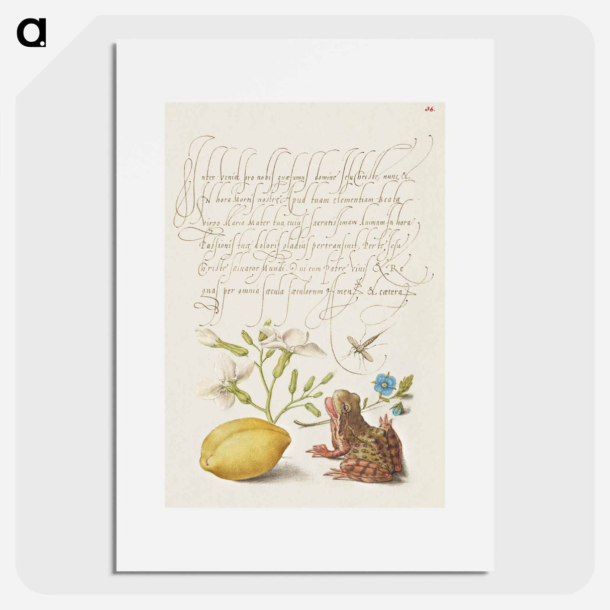 アートポスター-Gillyflower, Insect, Germander, Almond, and Frog from Mira Calligraphiae Monumenta
- 書道のお手本 Poster.