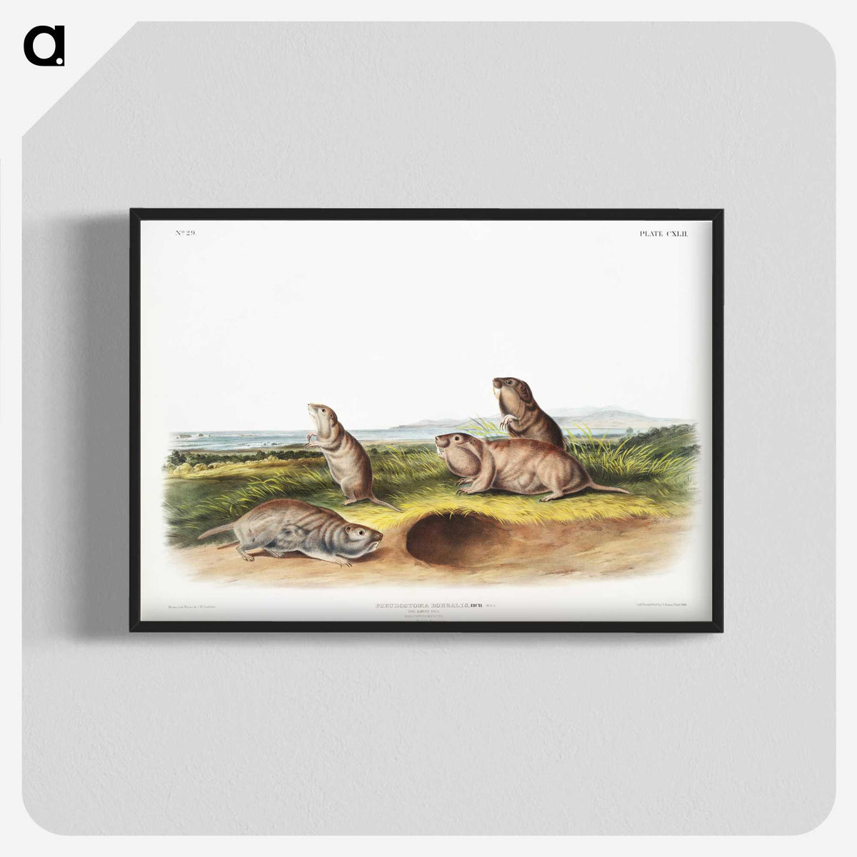 2-31_The-Viviparous-Quadrupeds_blk-crop