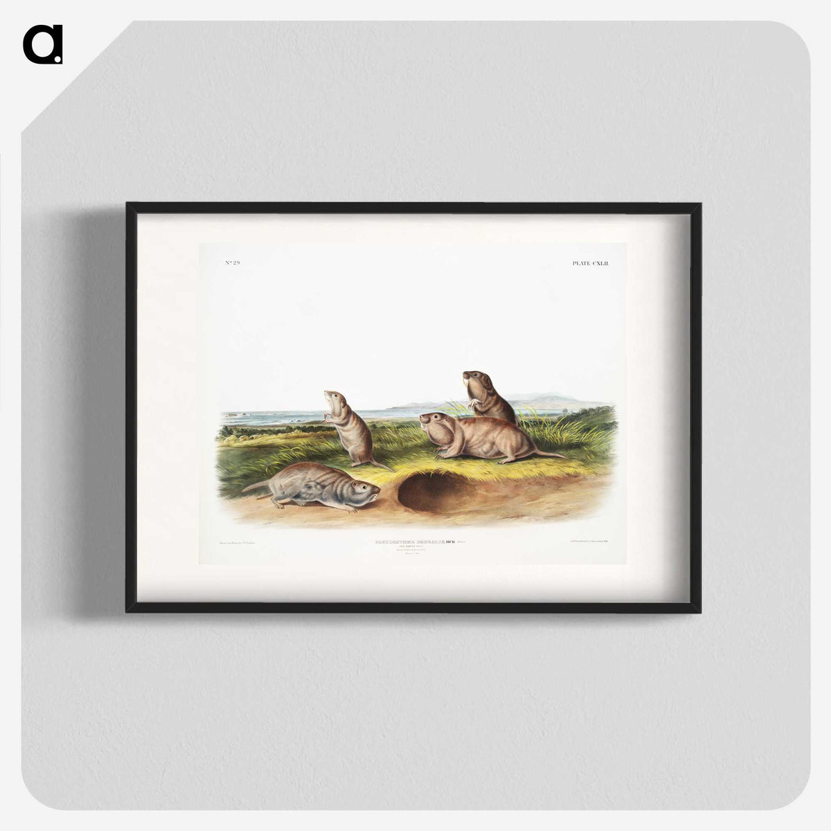 2-31_The-Viviparous-Quadrupeds_blk
