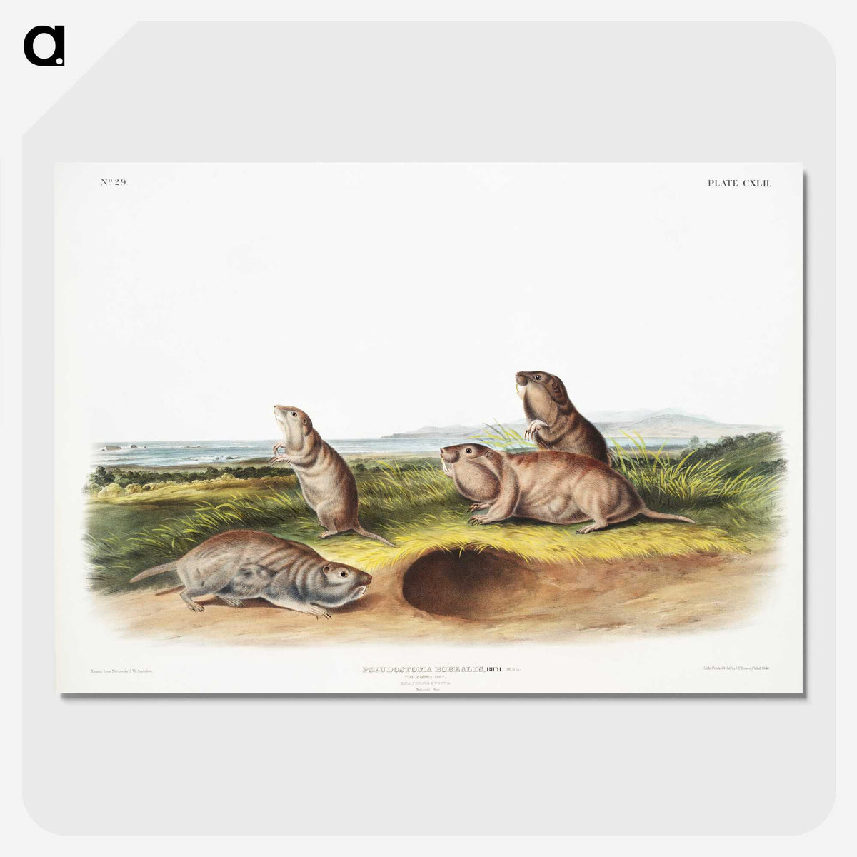 2-31_The-Viviparous-Quadrupeds_picture-crop