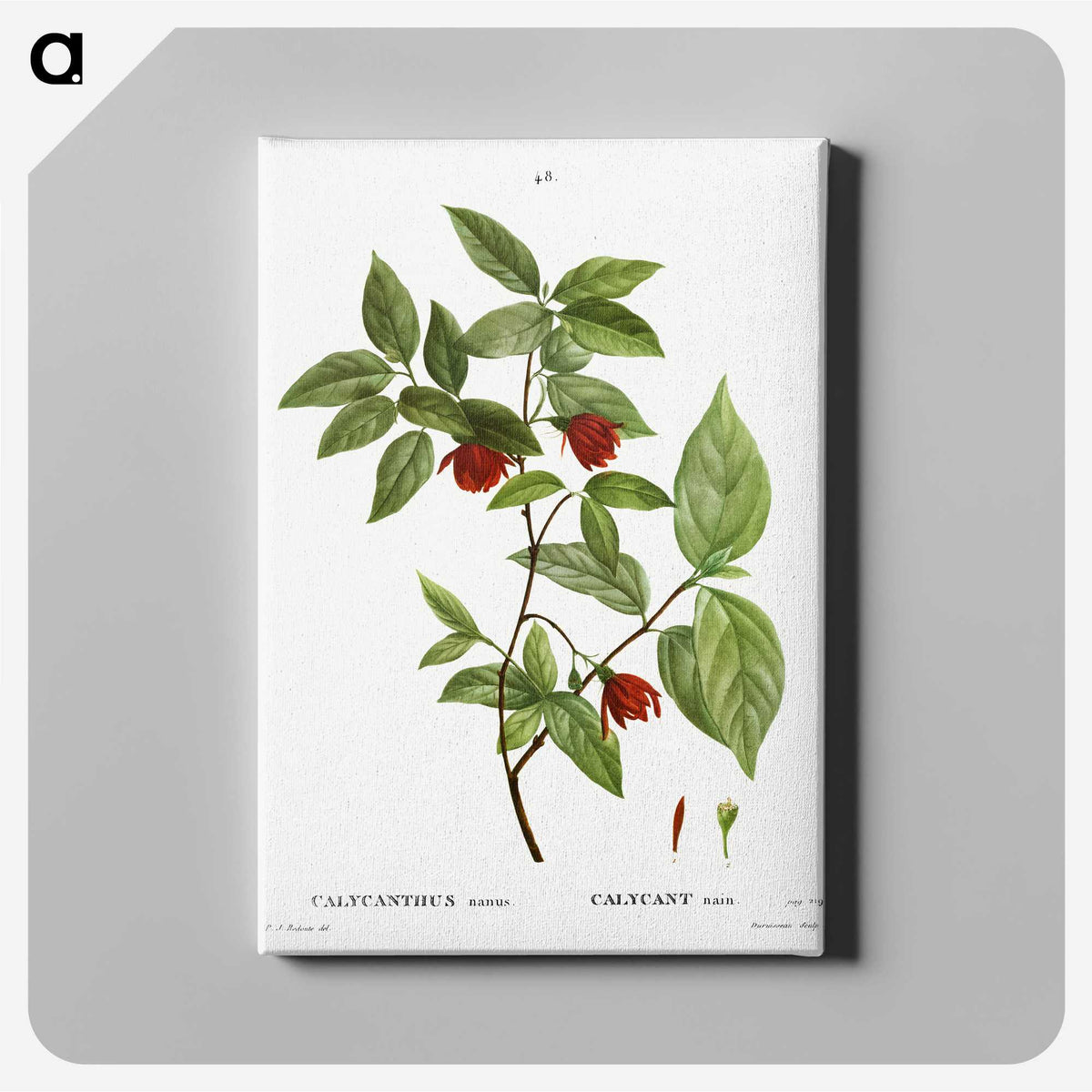 2-31_Treatise-on-Trees-and-Shrubs_canvas
