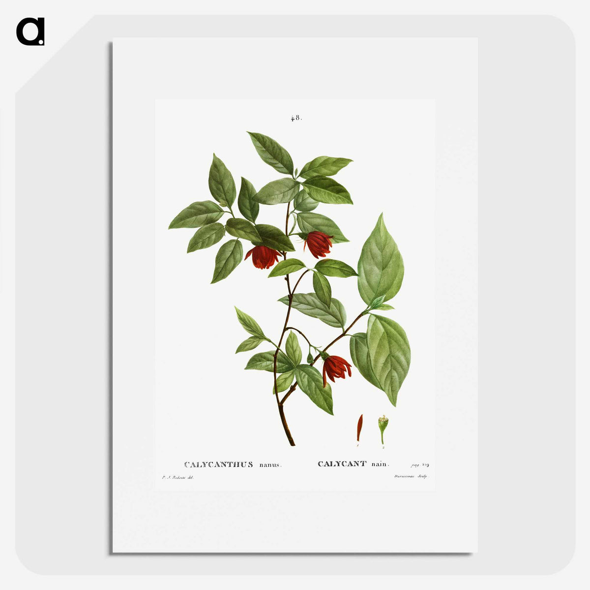 2-31_Treatise-on-Trees-and-Shrubs_picture