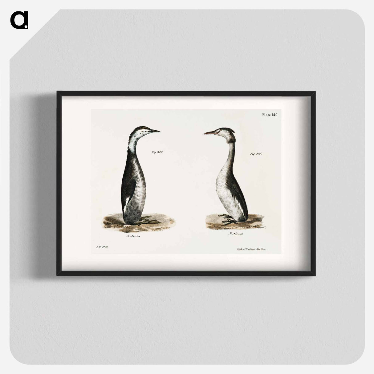 Horned Grebe (Podiceps cornutus) - ニューヨークの動物学 Poster.