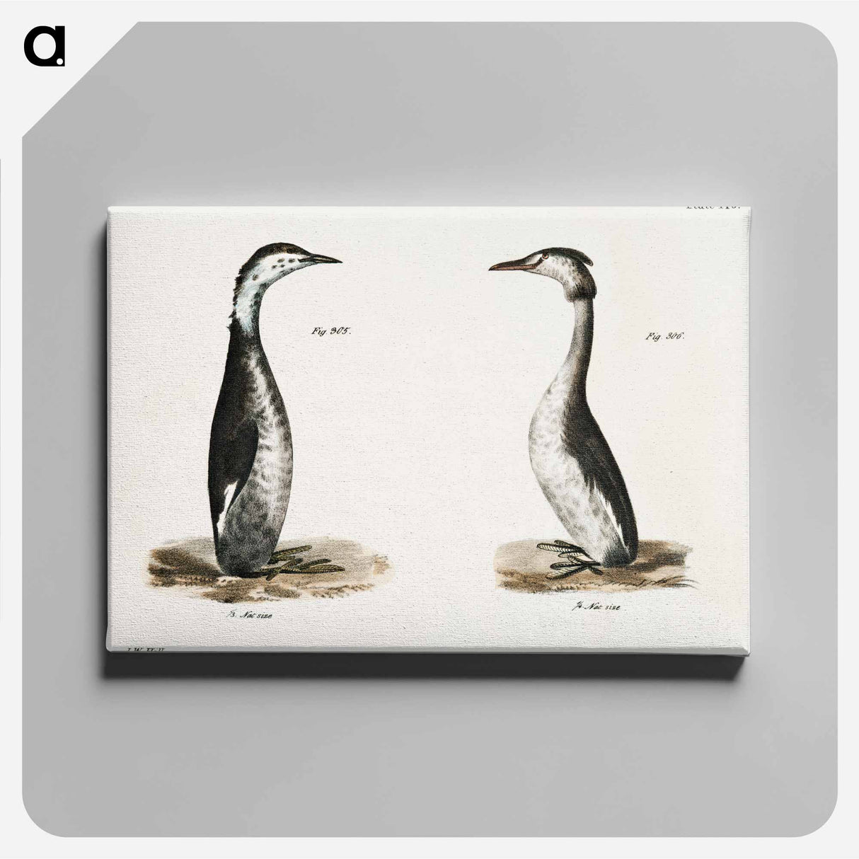 Horned Grebe (Podiceps cornutus) - ニューヨークの動物学 Canvas.