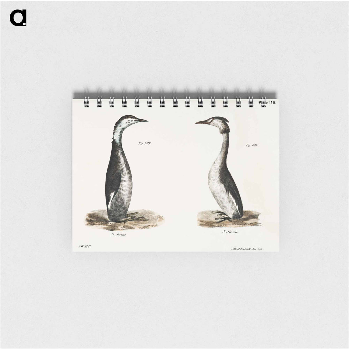 Horned Grebe (Podiceps cornutus) - ニューヨークの動物学 Memo.