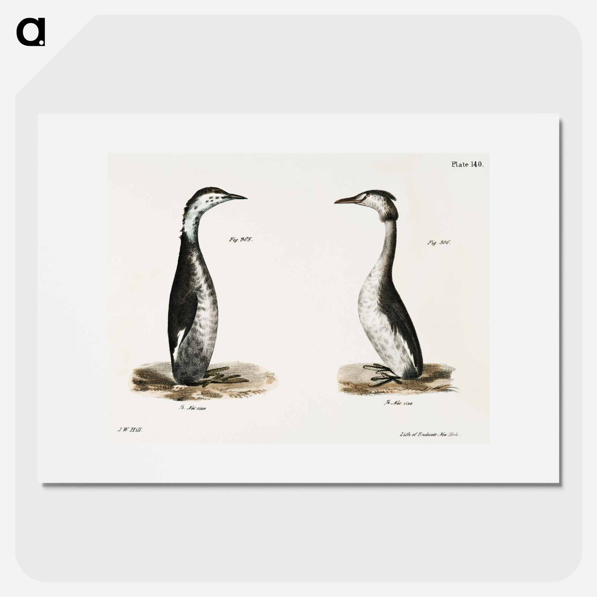 Horned Grebe (Podiceps cornutus) - ニューヨークの動物学 Poster.