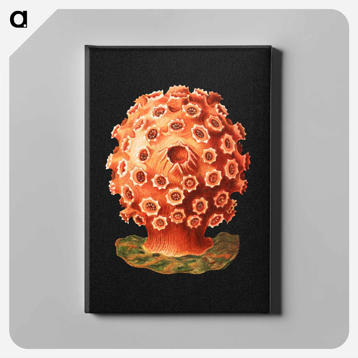 Colorful vintage tunicate marine life illustration - エルンスト ヘッケル Canvas.