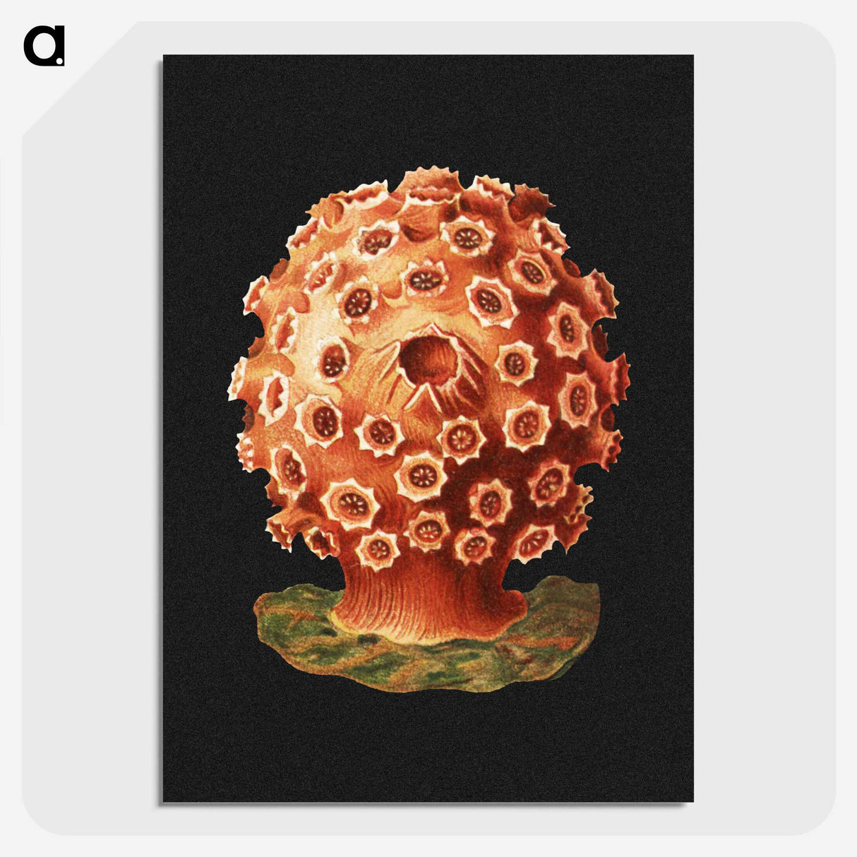 2-32_Ernst-Haeckel_picture-crop