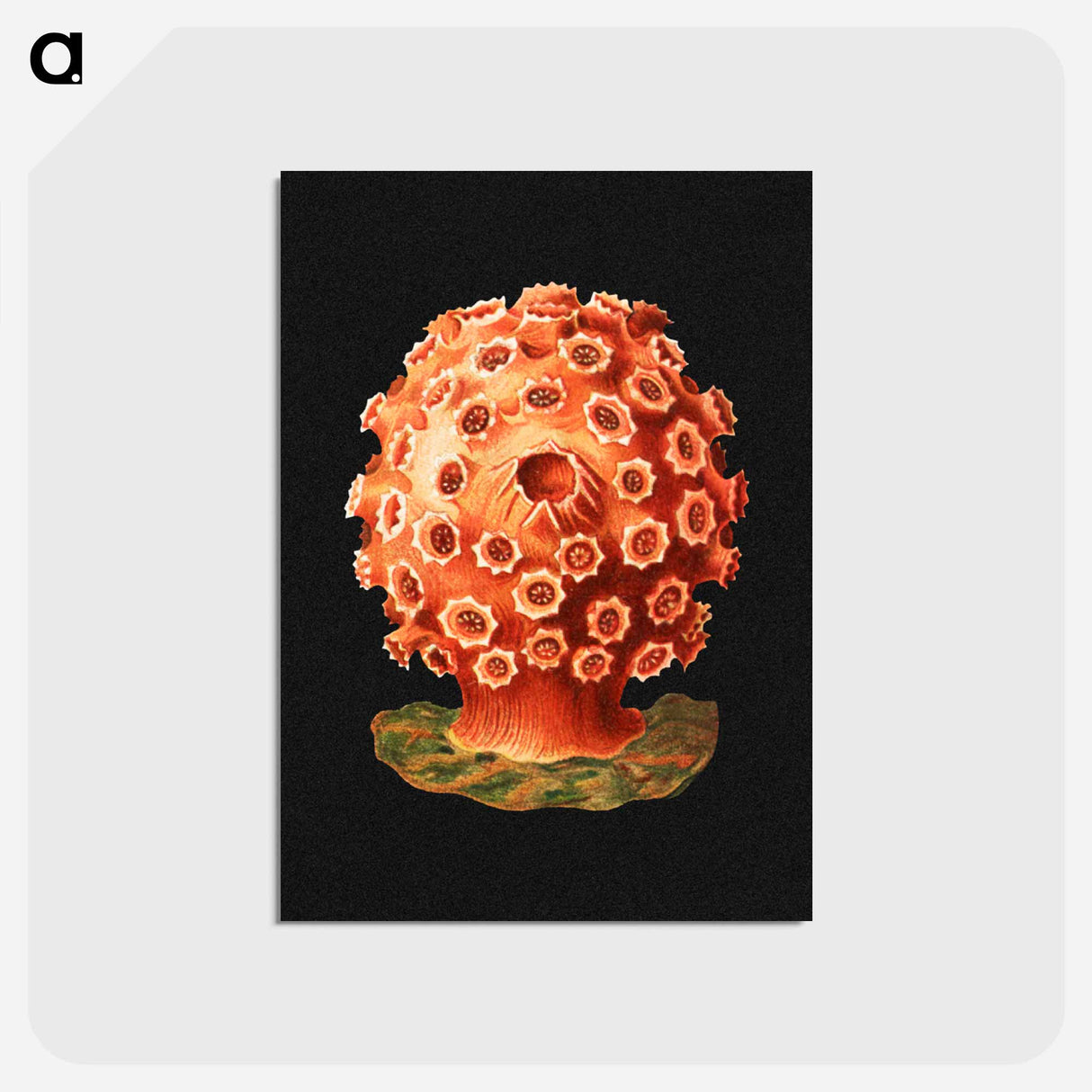 アートポストカード-Colorful vintage tunicate marine life illustration - エルンスト ヘッケル Postcard.