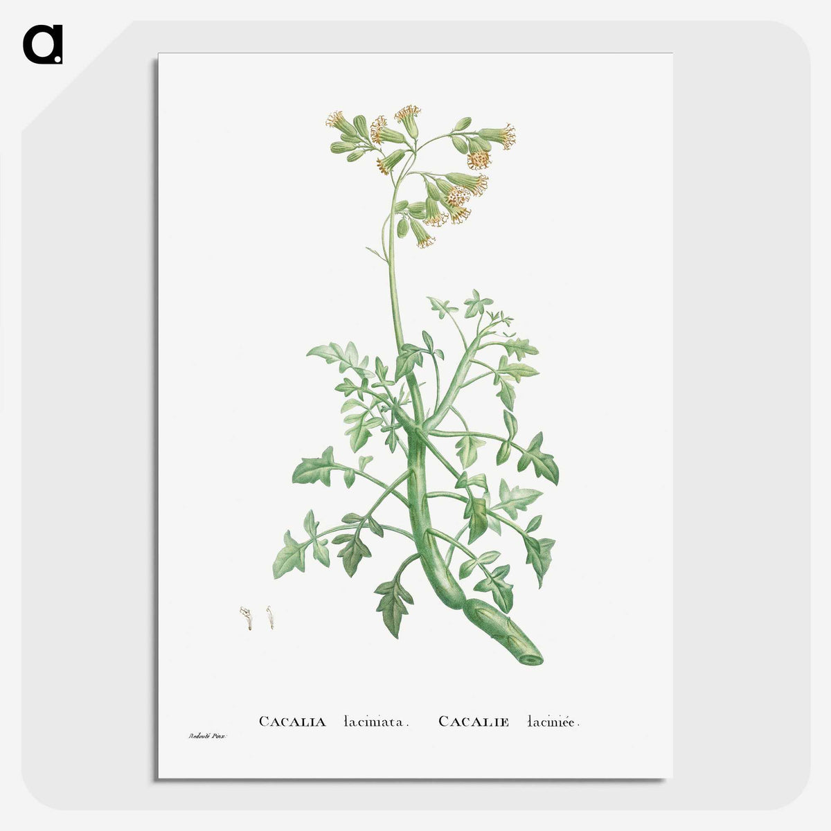 2-32_Histoire-des-Plantes-Grasses_picture-crop