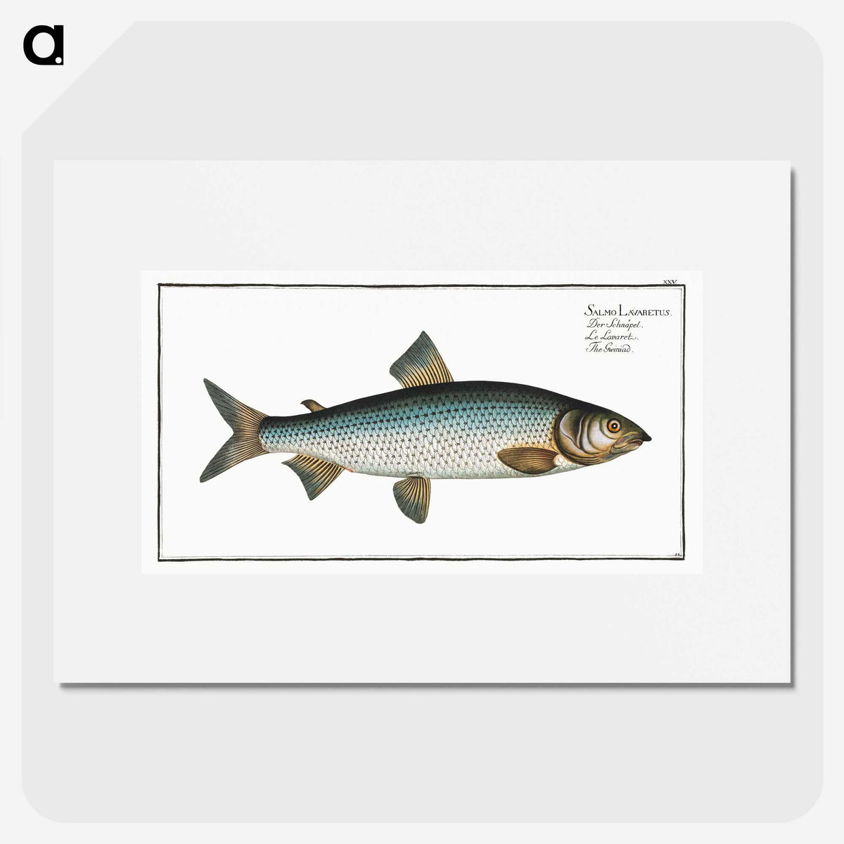 2-32_Ichtyologie-ou-Histoire-naturelle_picture