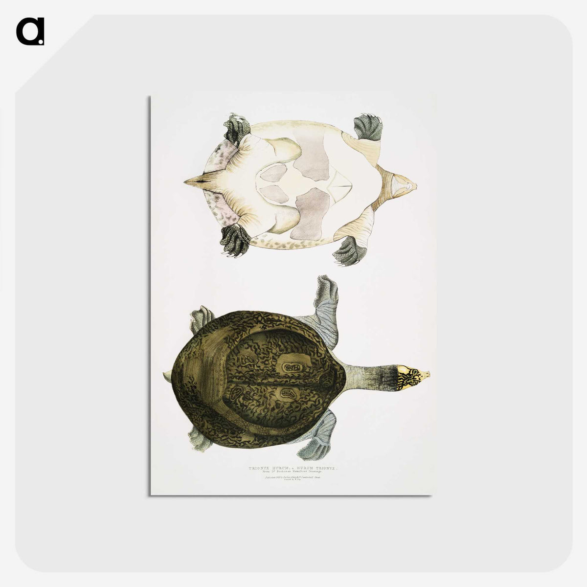 2-32_Indian-Zoology_postcard