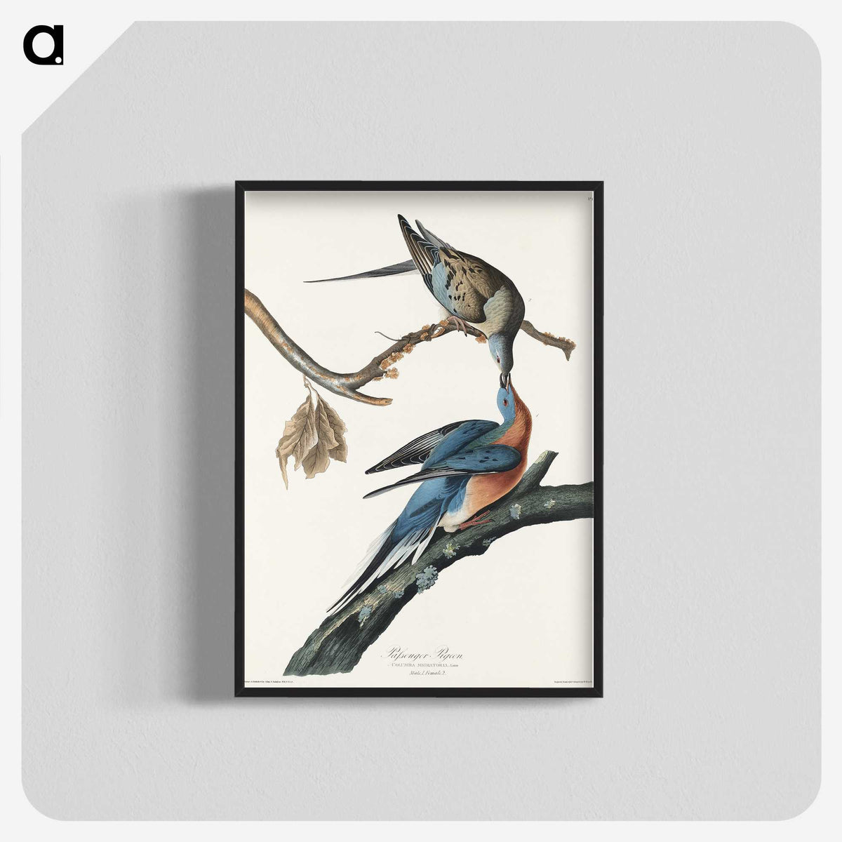 2-32_John-James-Audubon_blk-crop