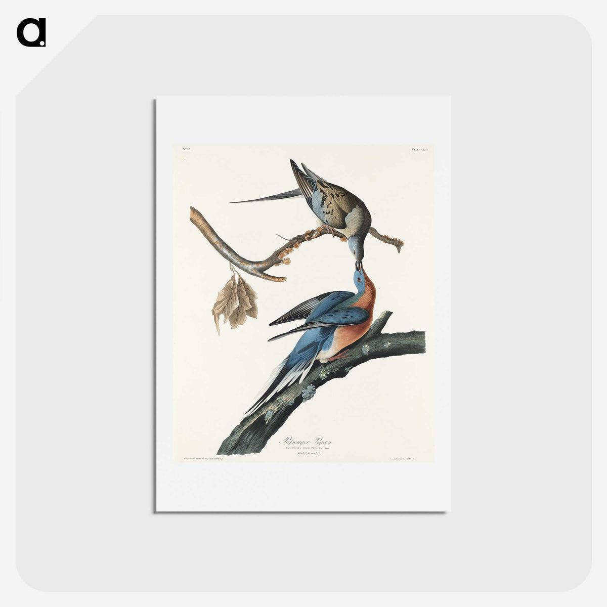 2-32_John-James-Audubon_hagaki