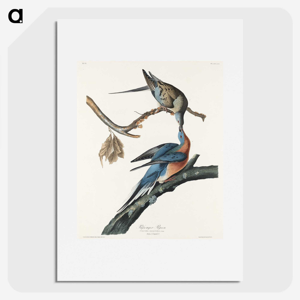 2-32_John-James-Audubon_picture