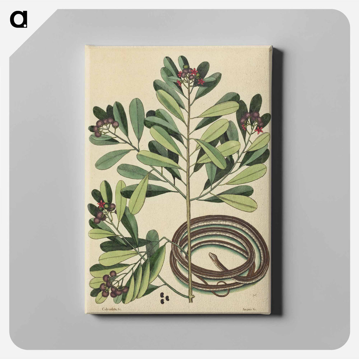 アートパネル-The Ribbon Snake
- マーク ケイツビー Canvas.