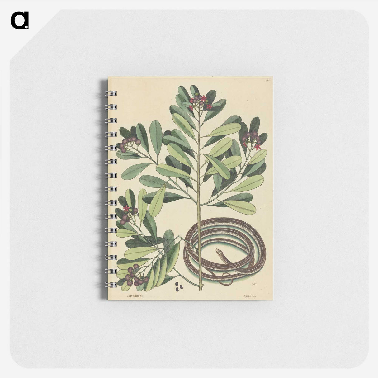 2-32_Mark-Catesby_memo