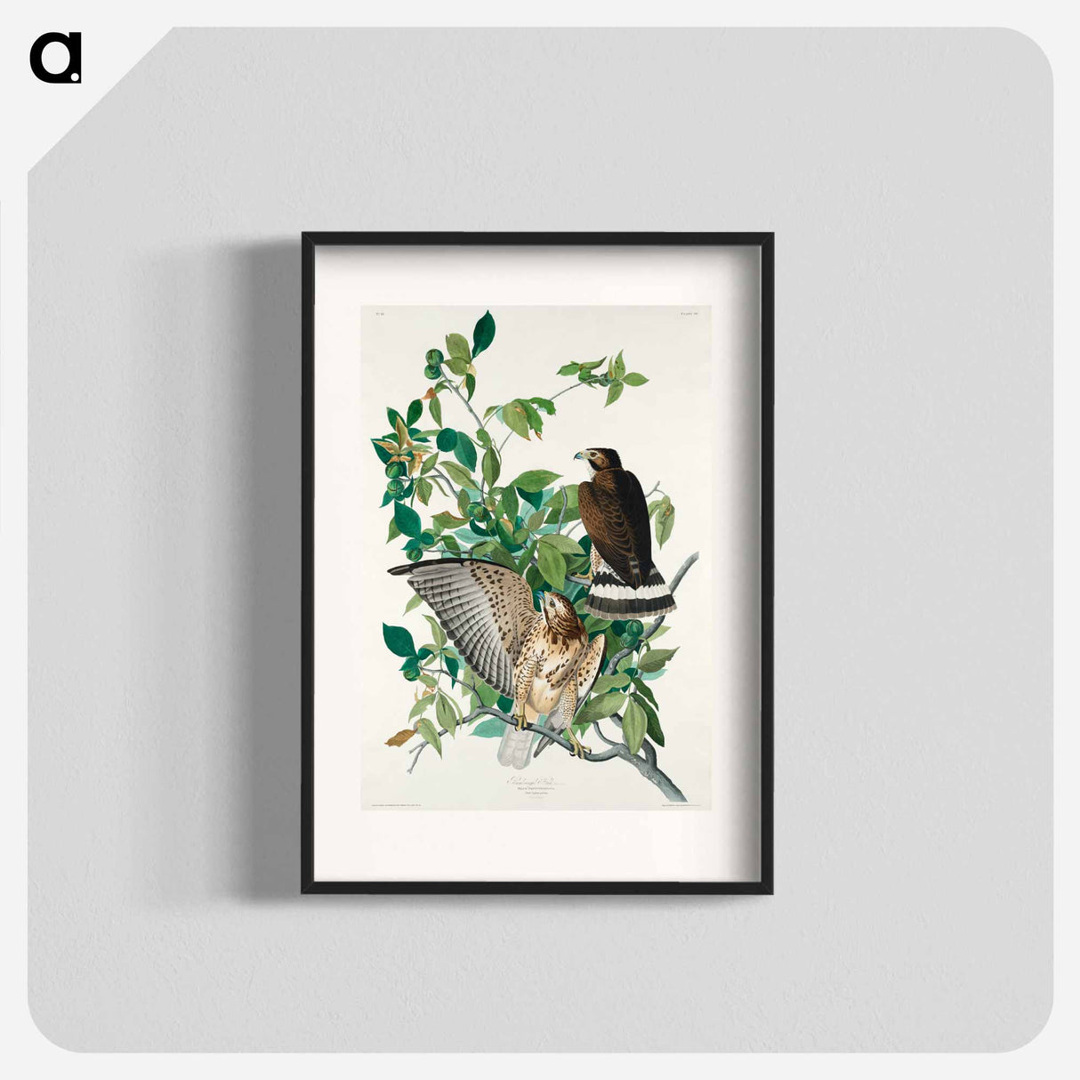 アートポスター-Broad-winged Hawk from Birds of America
- アメリカの鳥たち Poster.