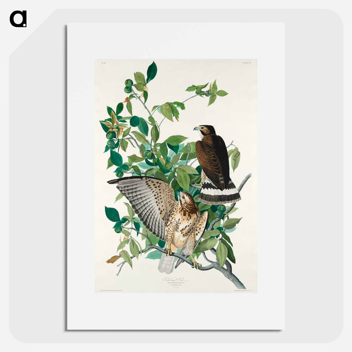 アートポスター-Broad-winged Hawk from Birds of America
- アメリカの鳥たち Poster.