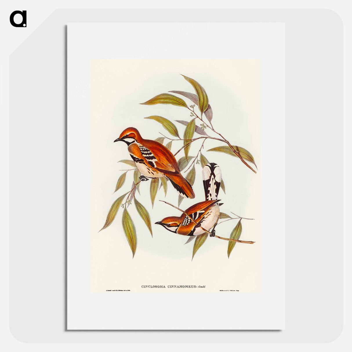 アートポスター-Cinnamon Cinclosoma
- オーストラリアの鳥 Poster.