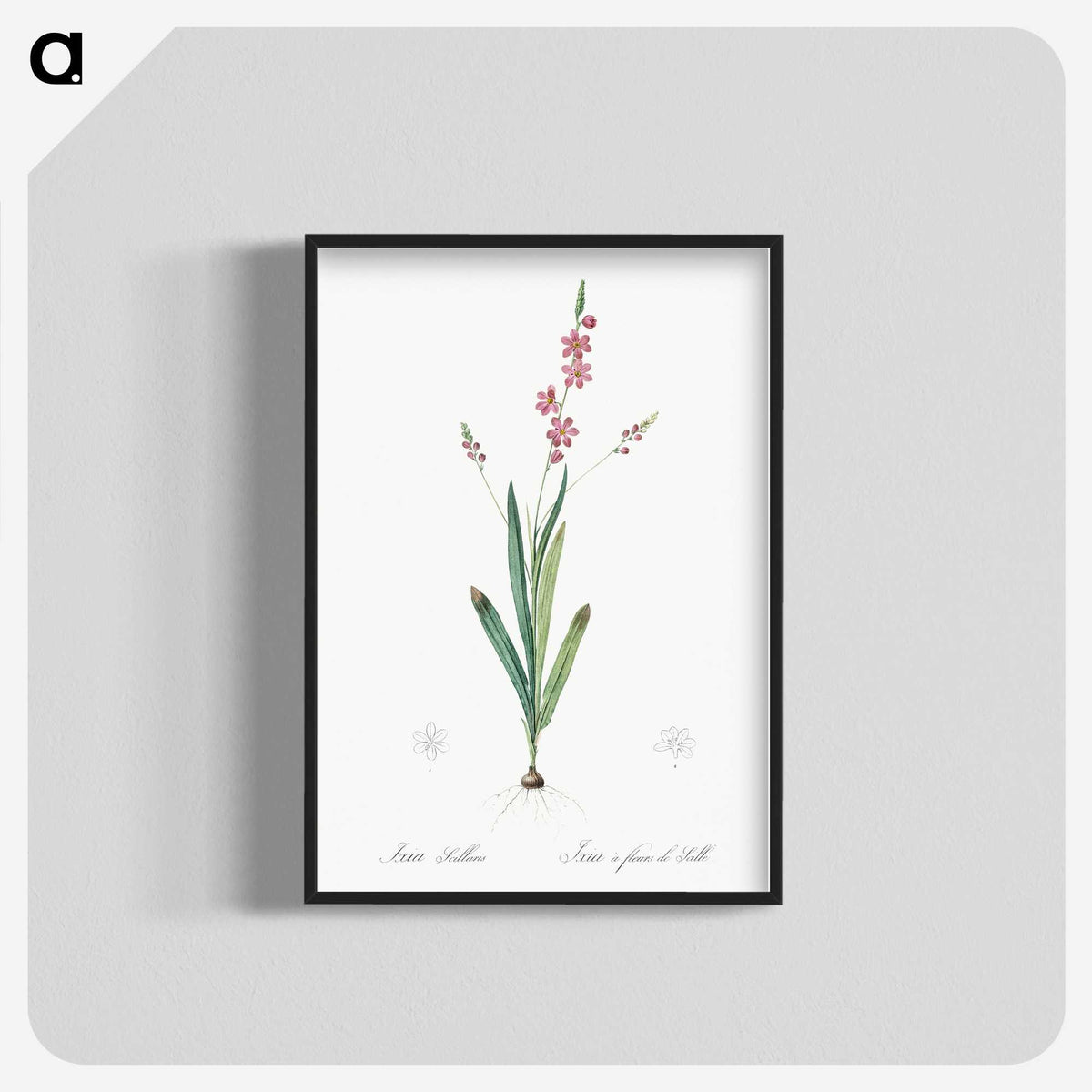 2-32_The-Lilies_blk-crop