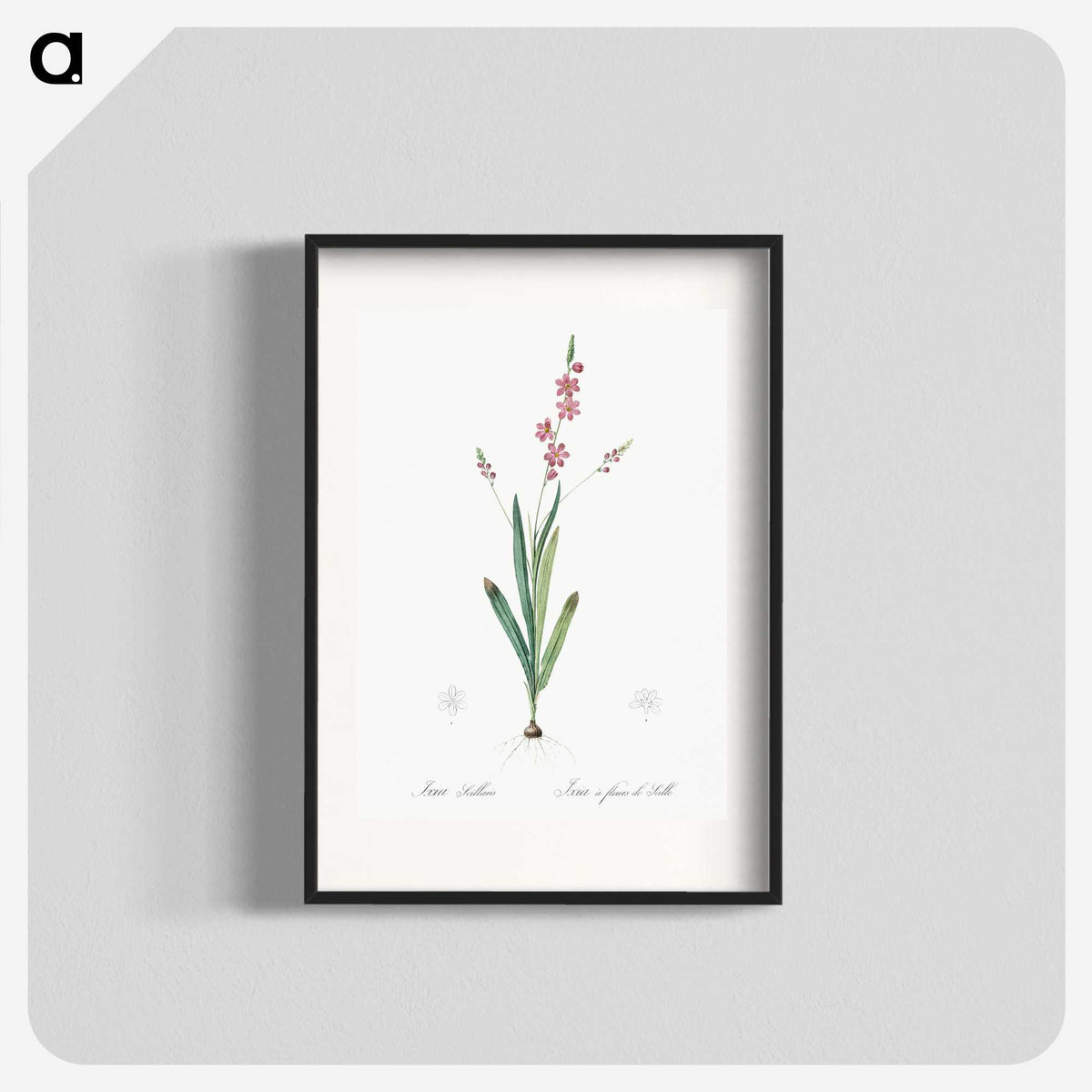 2-32_The-Lilies_blk