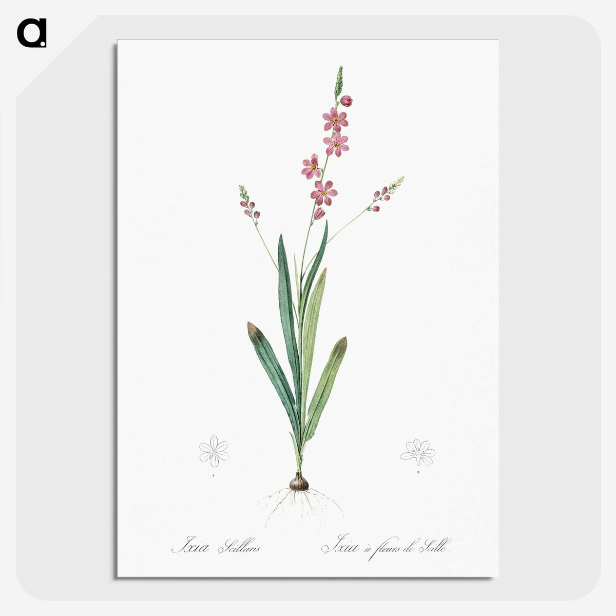 2-32_The-Lilies_picture-crop