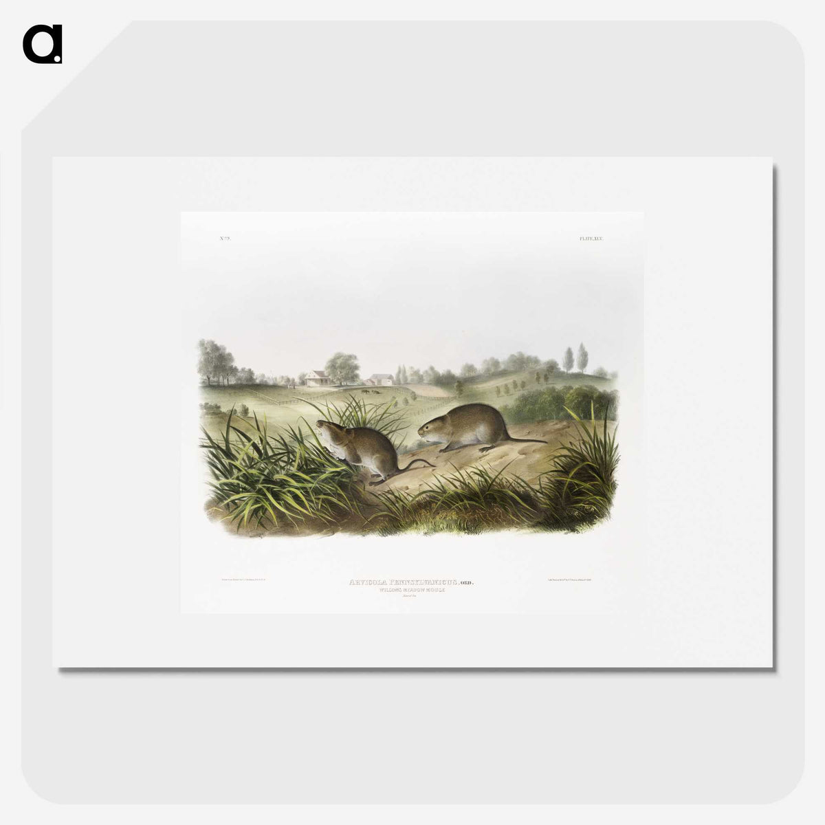 2-32_The-Viviparous-Quadrupeds_picture