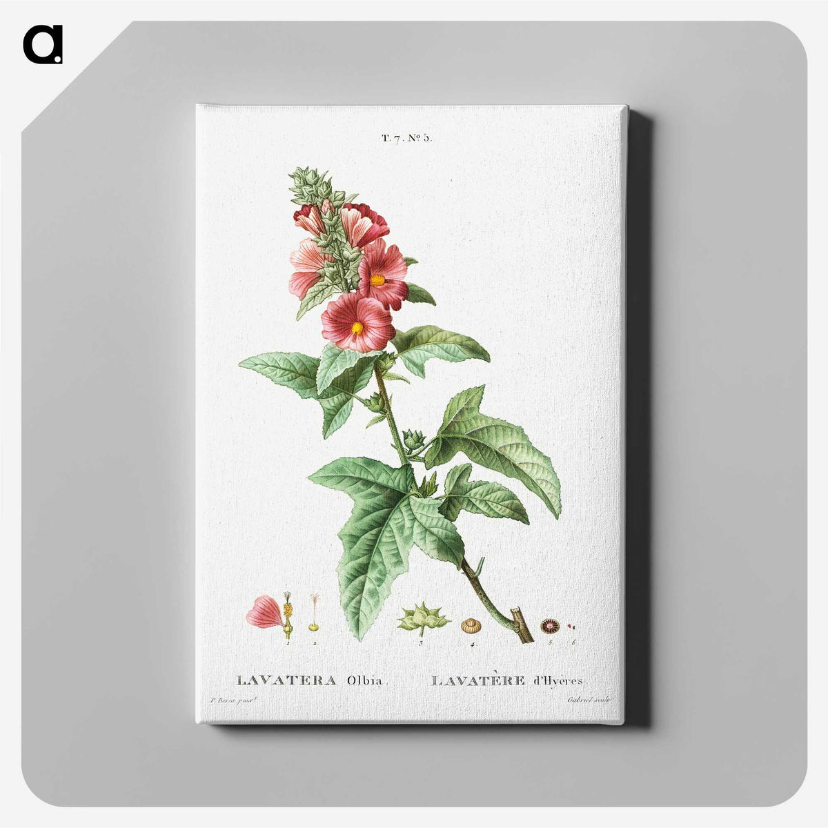 2-32_Treatise-on-Trees-and-Shrubs_canvas