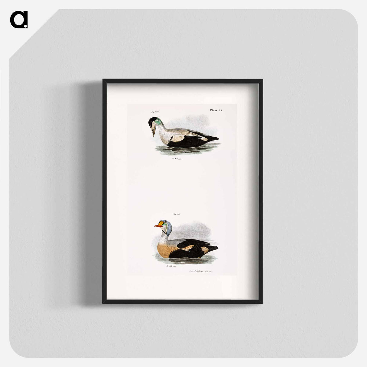 Eider Duck (Fuligula mollissima) 251. King Duck (Fuligula spectabilis) - New York Zoological Poster.