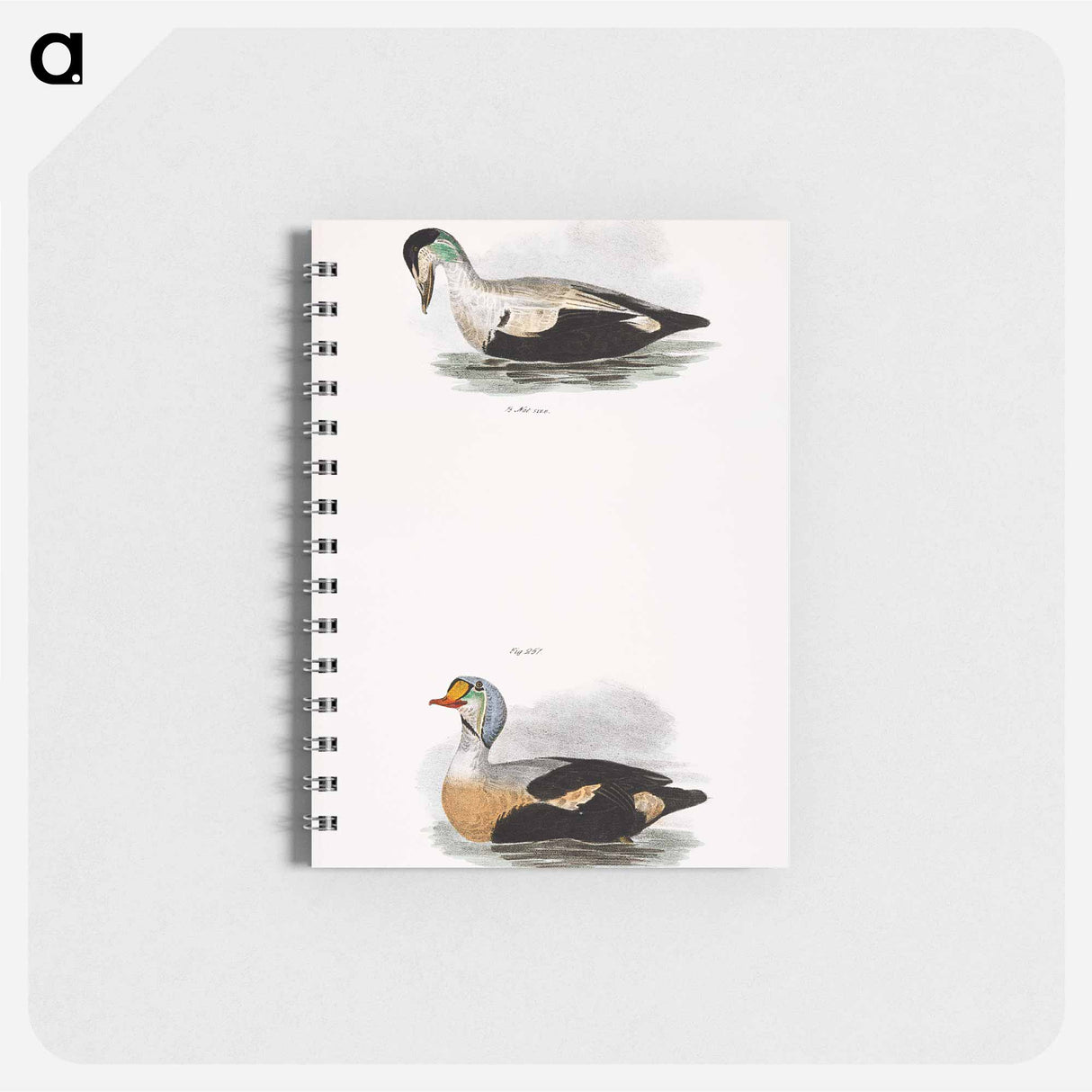 Eider Duck (Fuligula mollissima) 251. King Duck (Fuligula spectabilis) - ニューヨークの動物学 Memo.