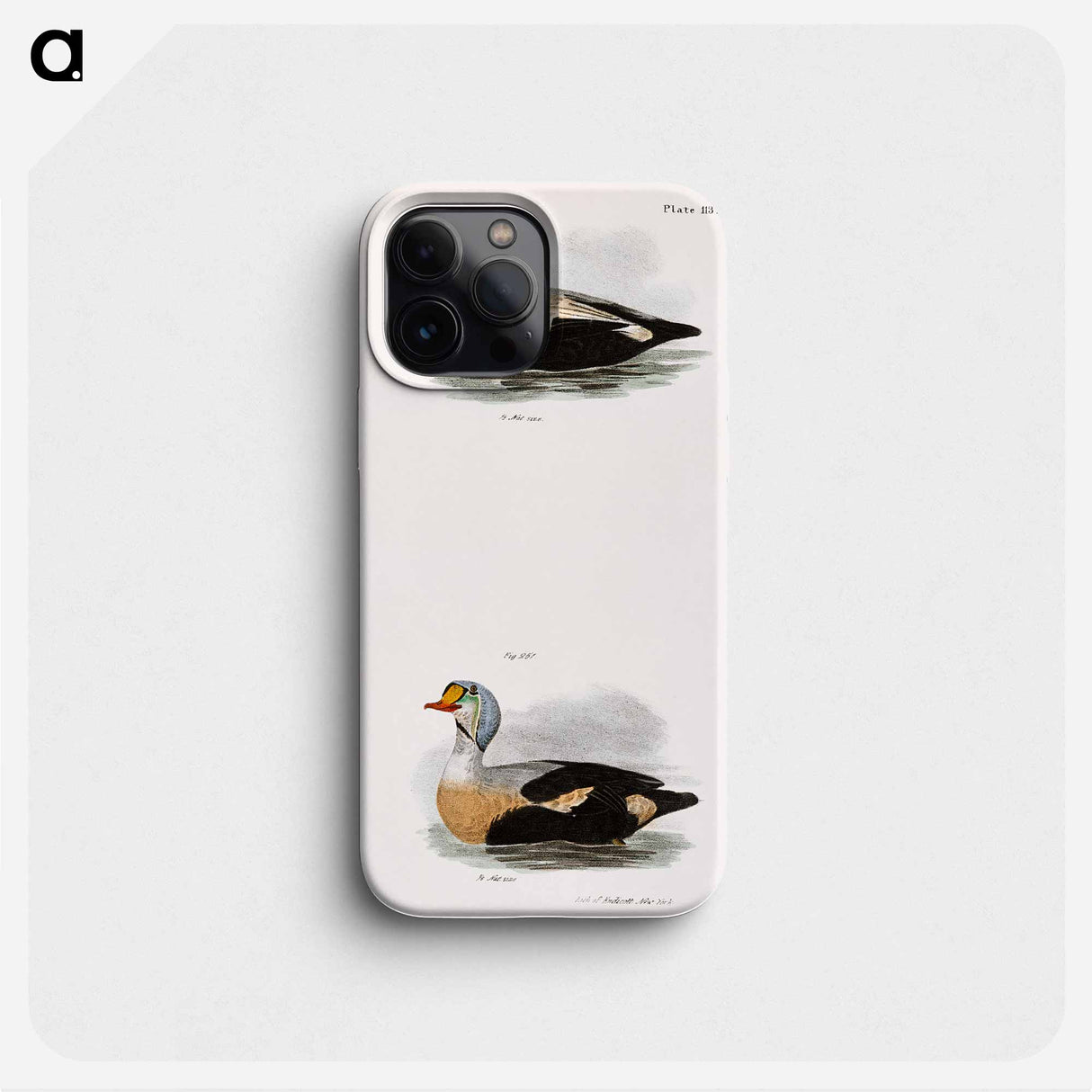 Eider Duck (Fuligula mollissima) 251. King Duck (Fuligula spectabilis) - New York Zoology Phone Case.