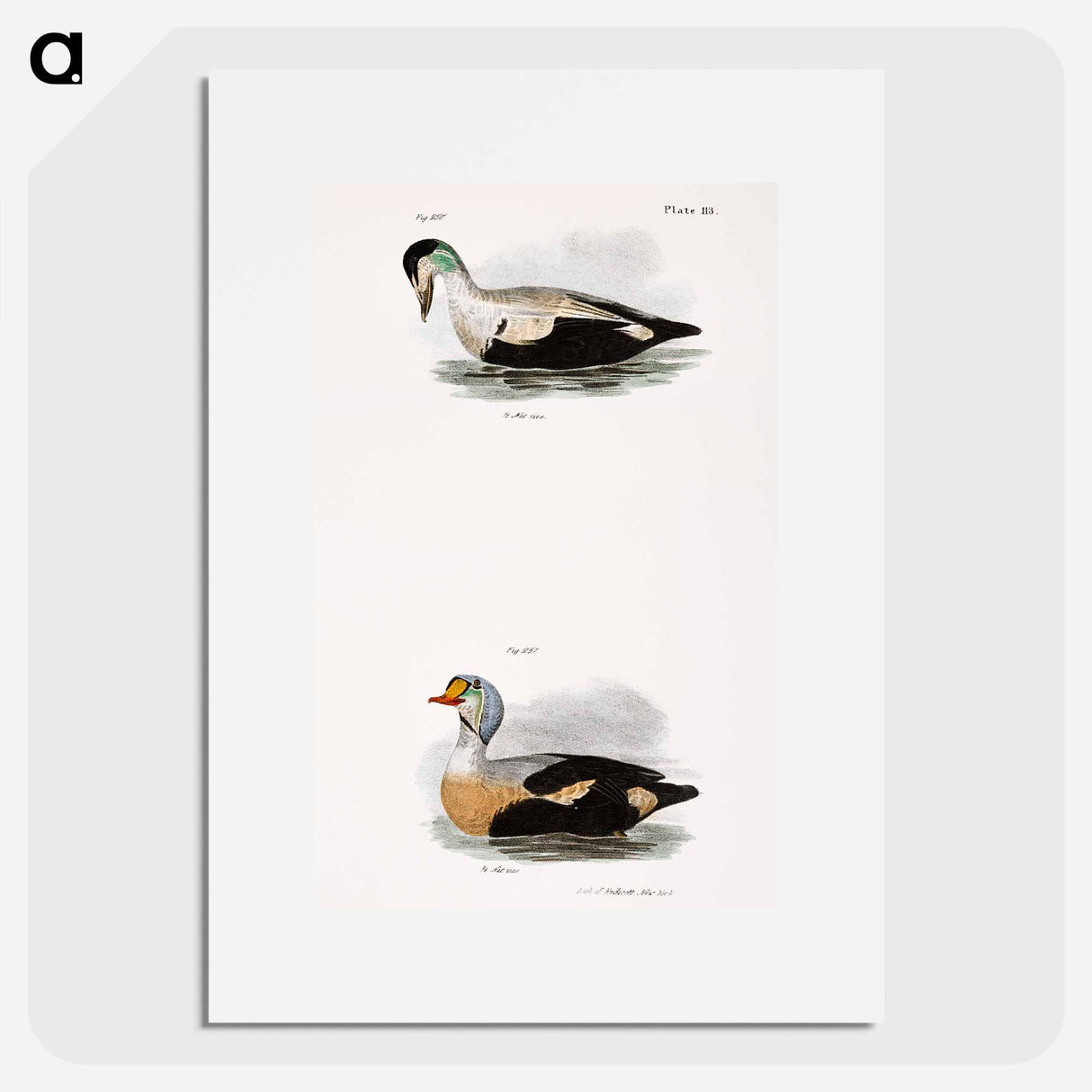 Eider Duck (Fuligula mollissima) 251. King Duck (Fuligula spectabilis) - New York Zoological Poster.