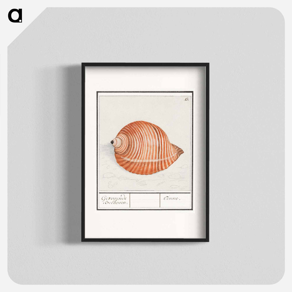 Shell of a sea snail - アンセルムス ボエティウス デ ブート Poster.