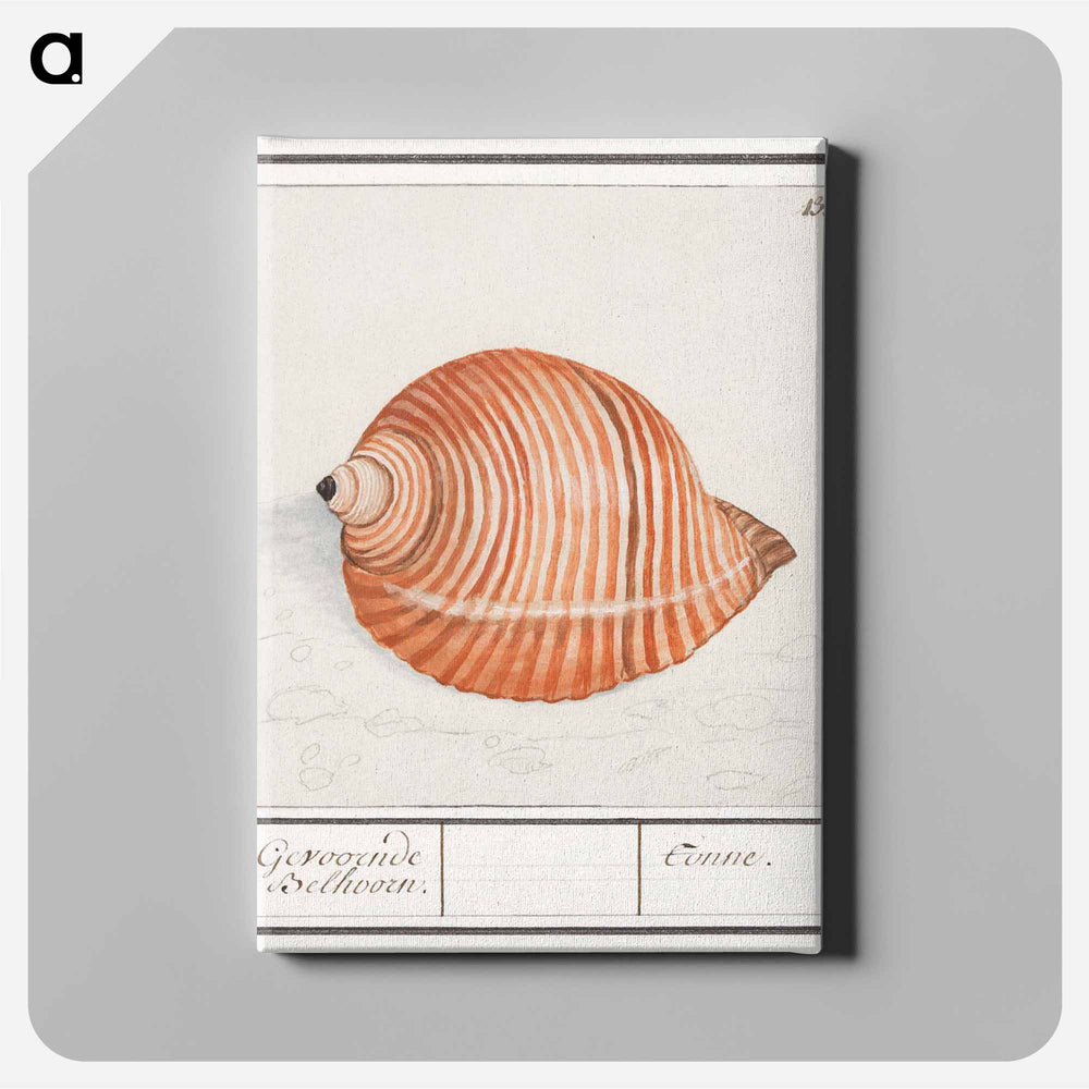 Shell of a sea snail - アンセルムス ボエティウス デ ブート Canvas.