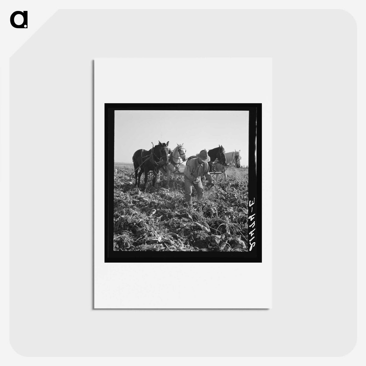 2-33_Dorothea-Lange_hagaki
