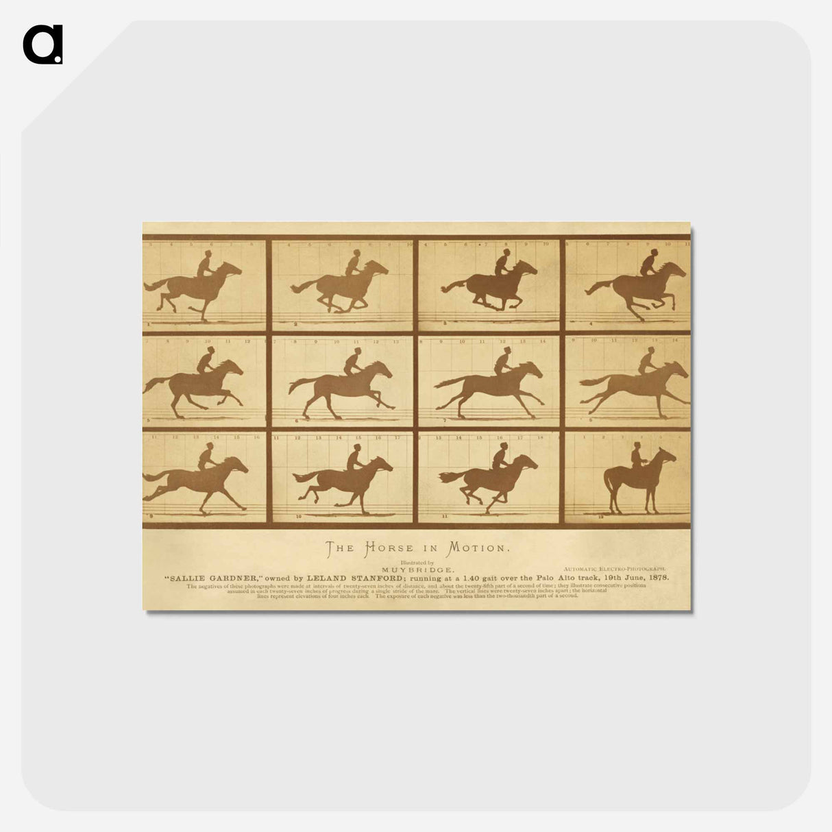アートポストカード-The Horse in Motion
- エドワード マイブリッジ Postcard.