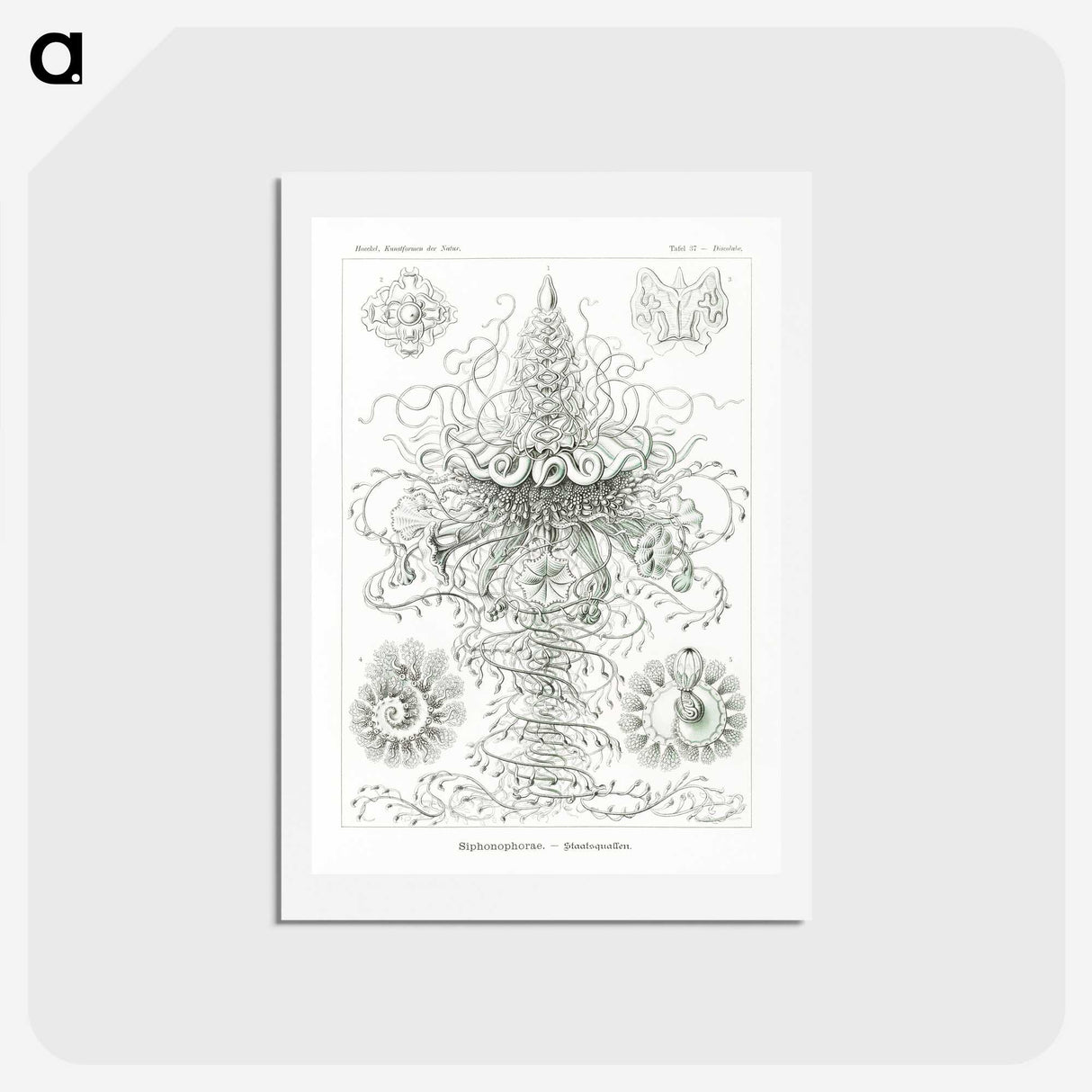 2-33_Ernst-Haeckel_hagaki