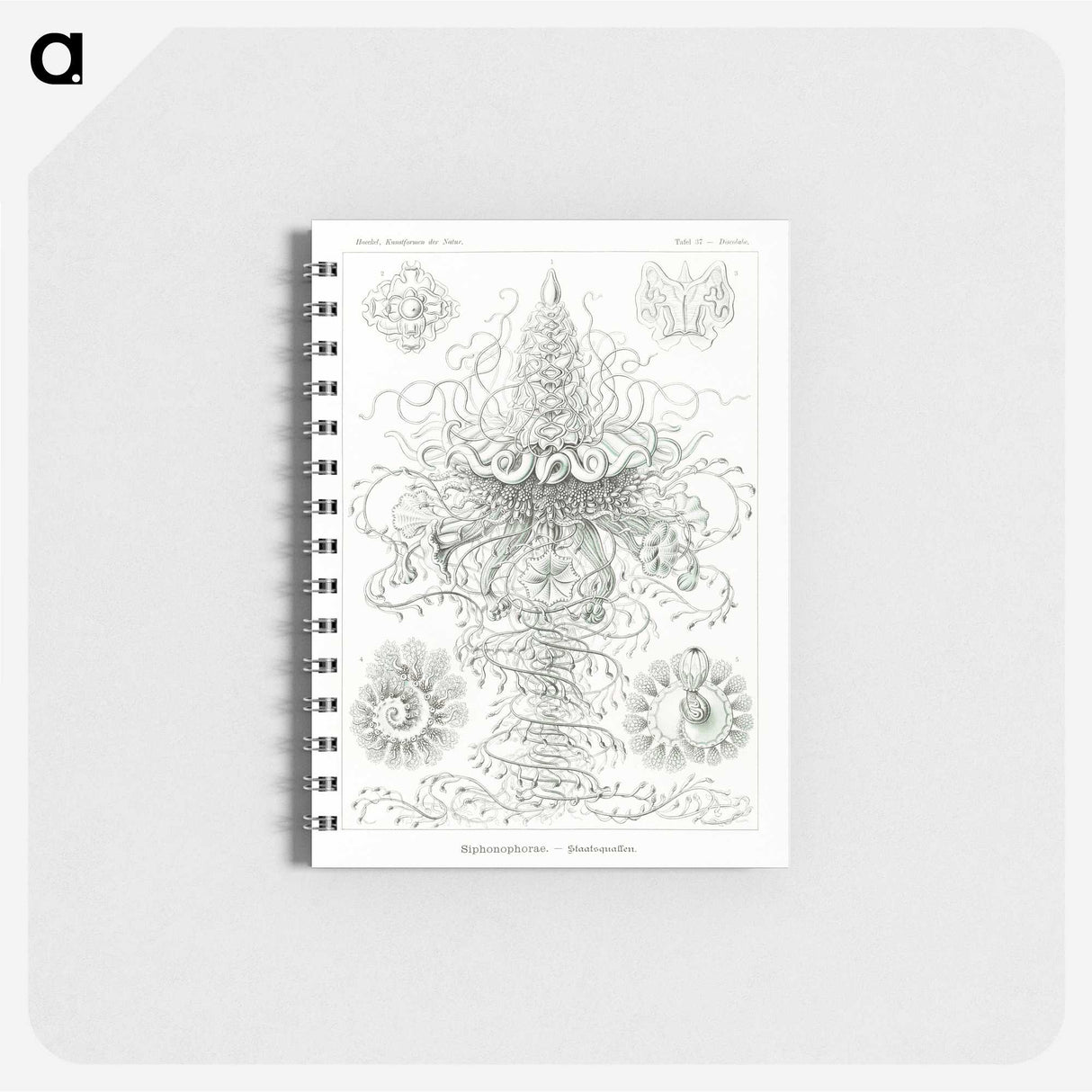 2-33_Ernst-Haeckel_memo