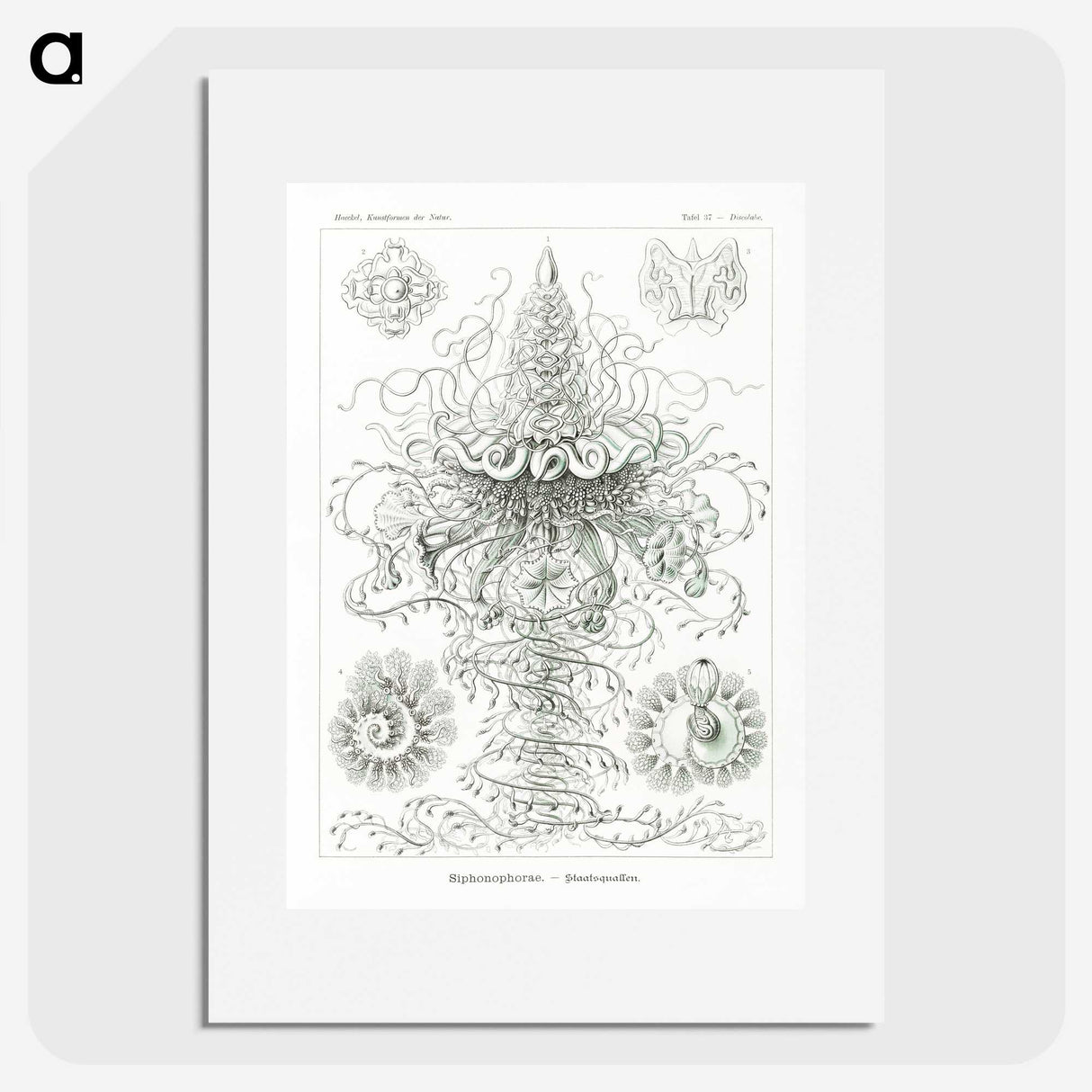 2-33_Ernst-Haeckel_picture